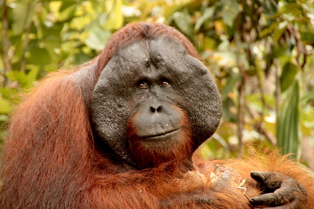 Of course, the main attraction of Borneo is orangutans!