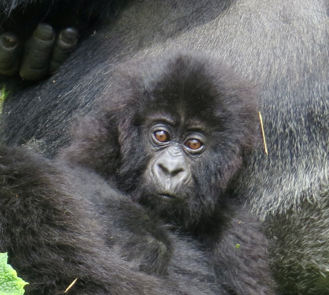 There are very few things in nature as cute as a baby gorilla