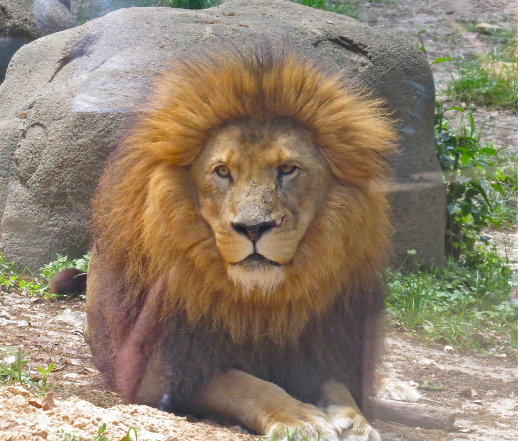 Johnathon -the dominant Male at the Zoo