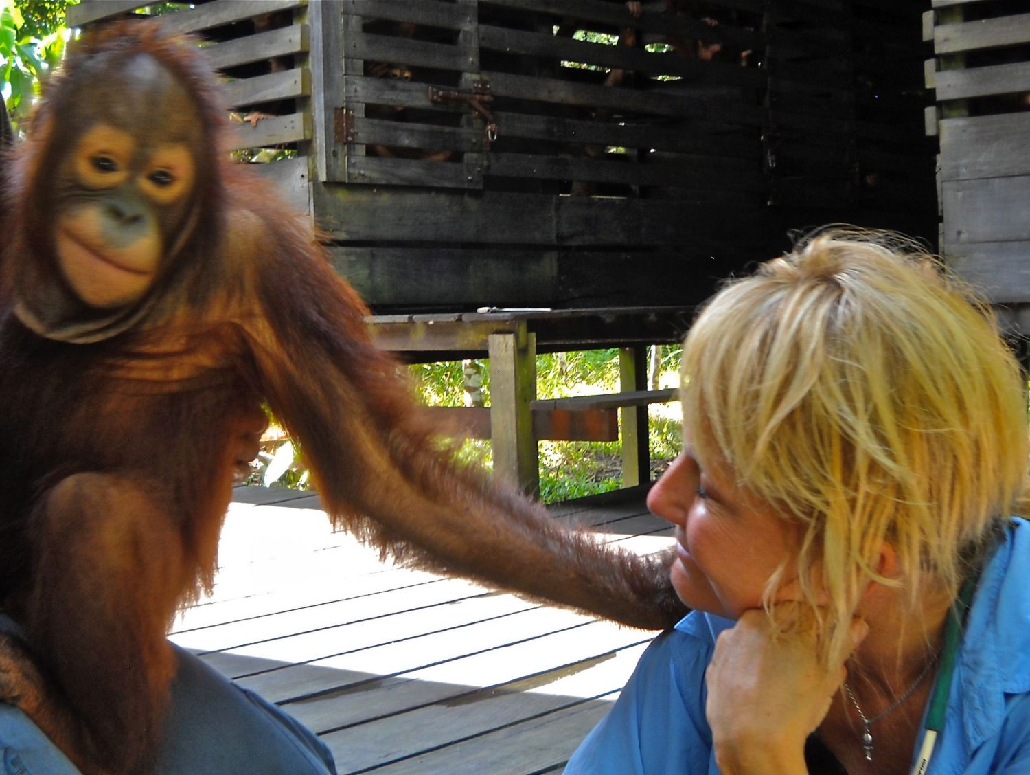 Just by eating less palm oil, you are saving the lives of orangutans!