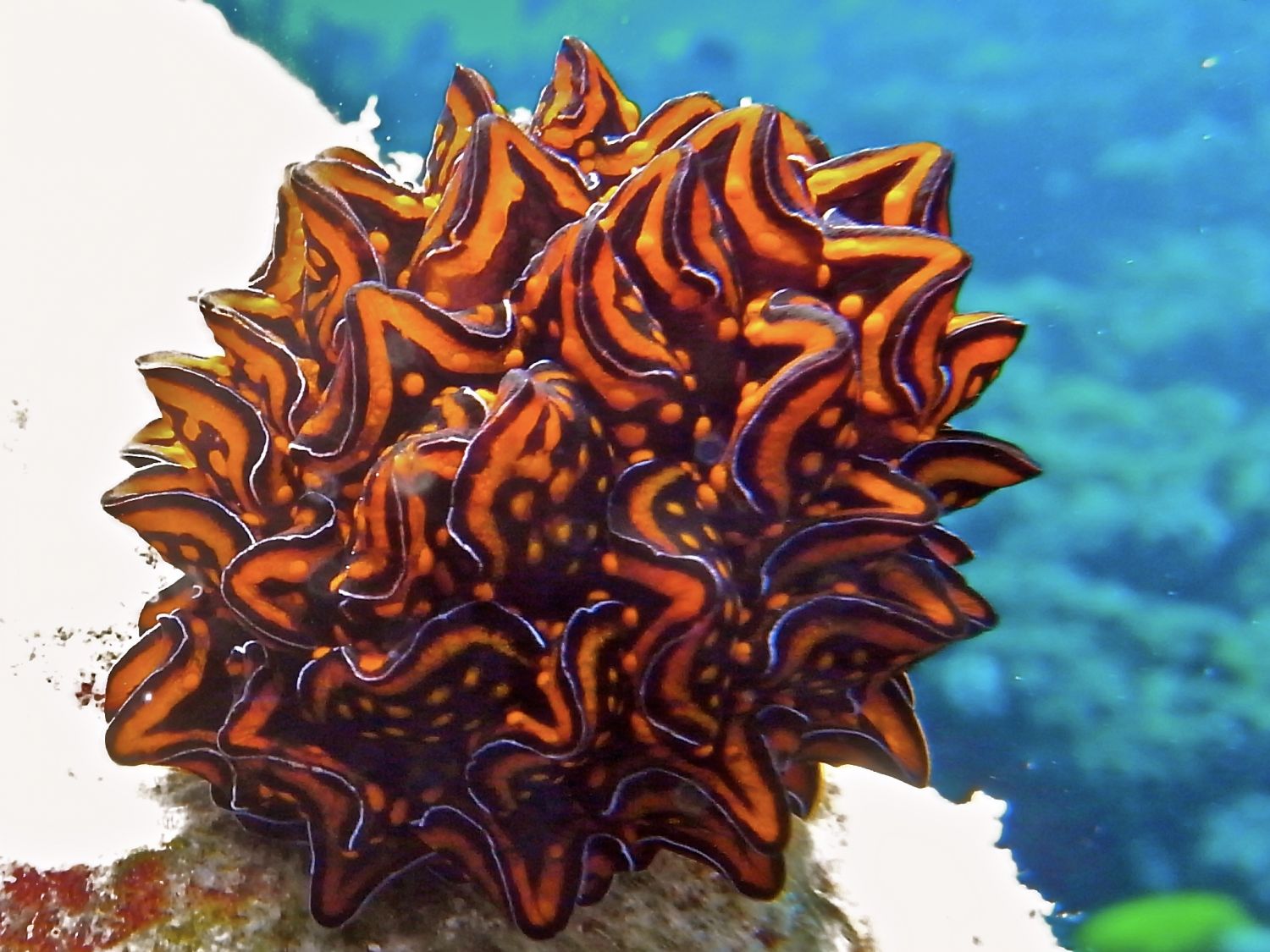 A peacock Nudibranch in the Red Sea 