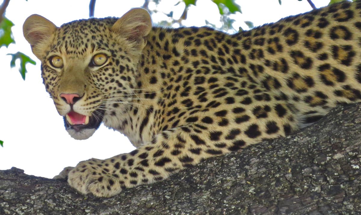 Another fun and successful African safari