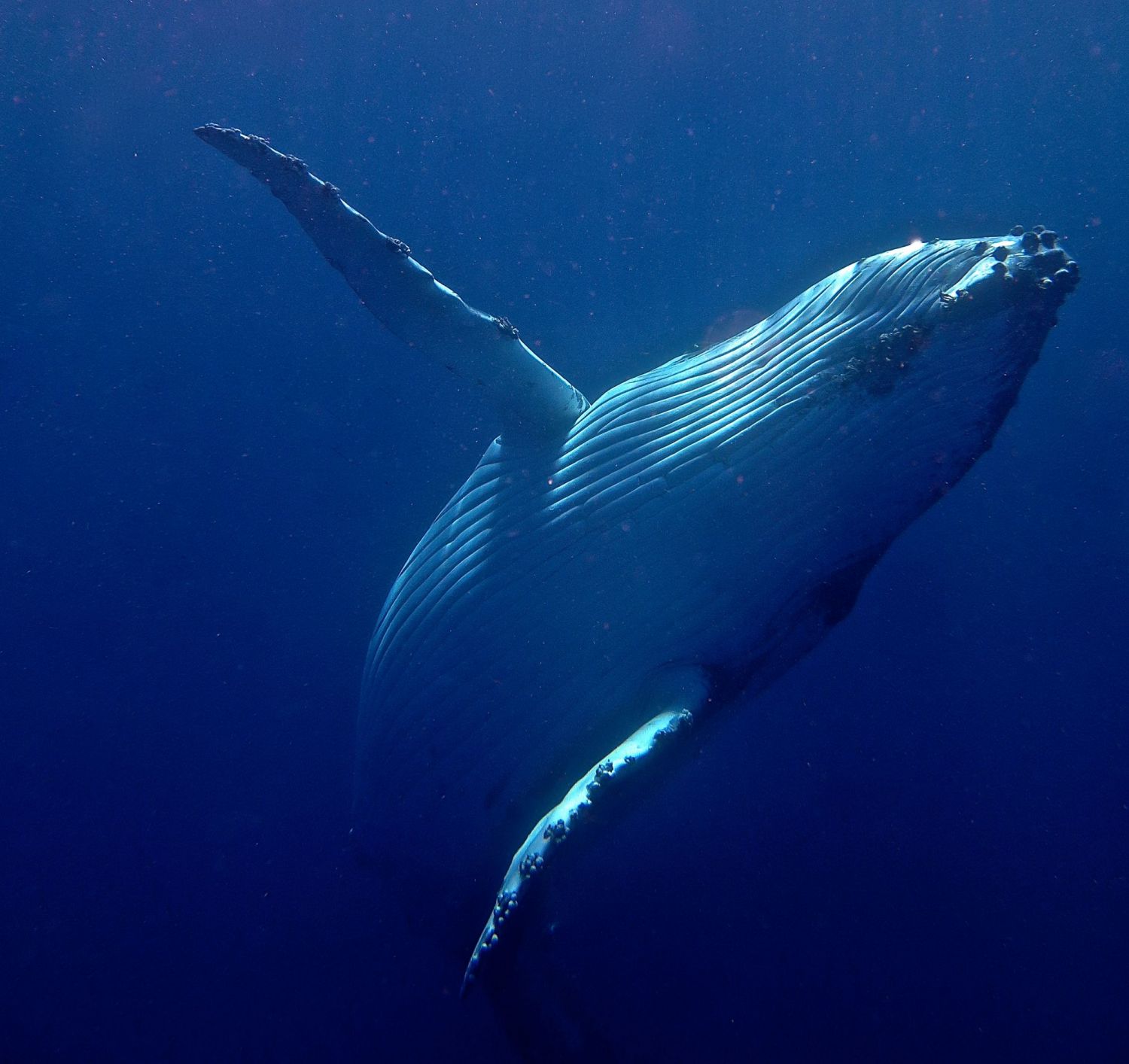 The majesty of these animals is incredible