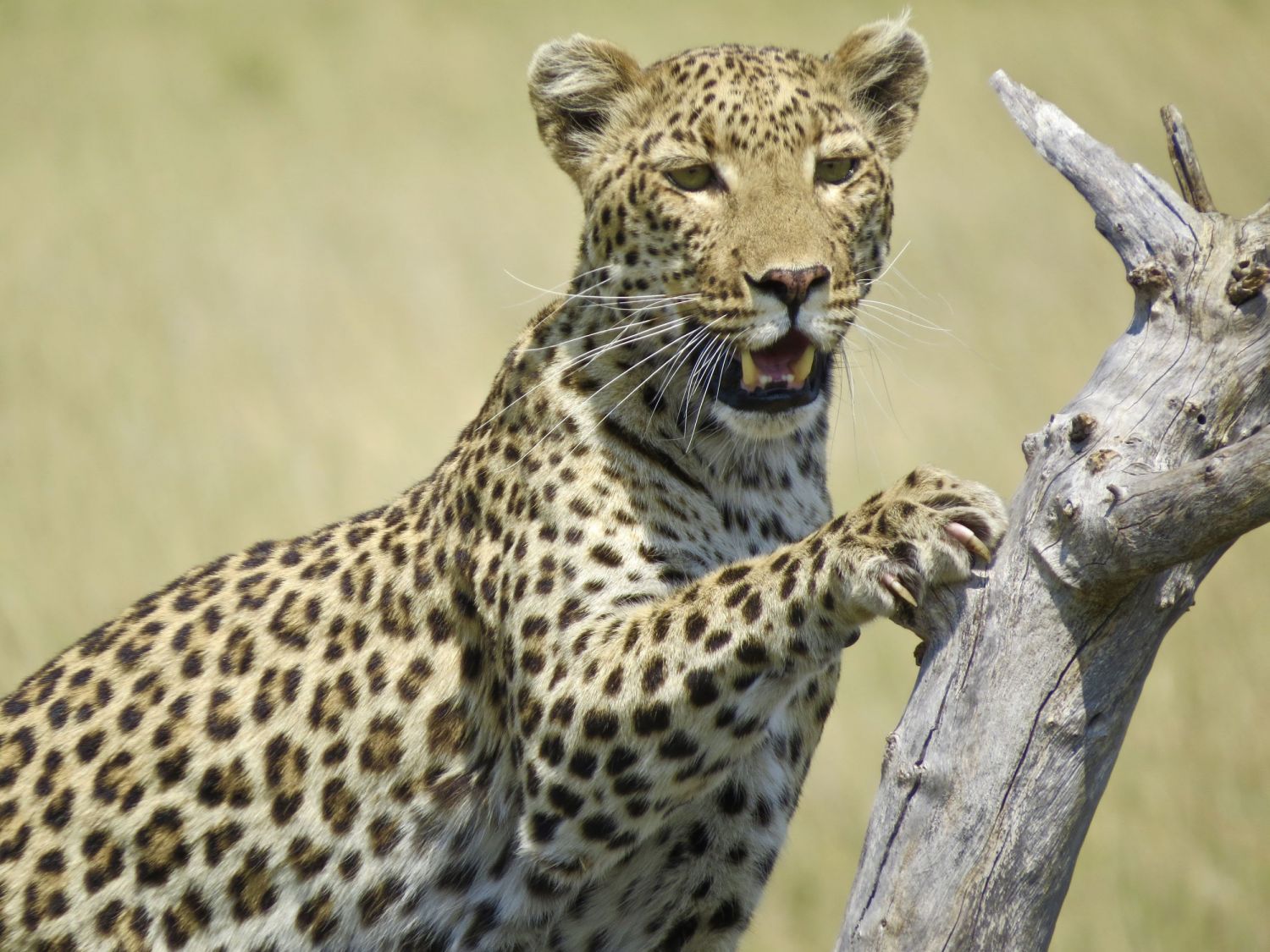 This leopard was one of the high points of our Safari!